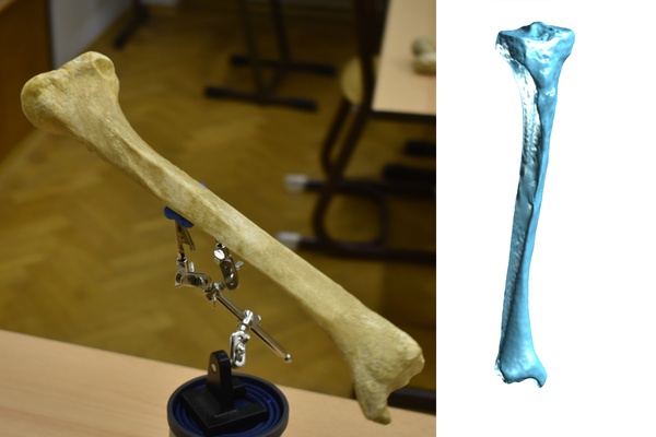 schienbein scan tibia by kubik bildung biologie anatomie knochen 3d print model - Mito3D