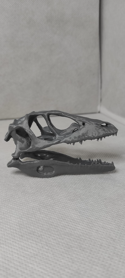 deinonychus raptor skull remixed by fabbrotech3d art sculptures bones dinosaurus velociraptor dino 3d print model - Mito3D