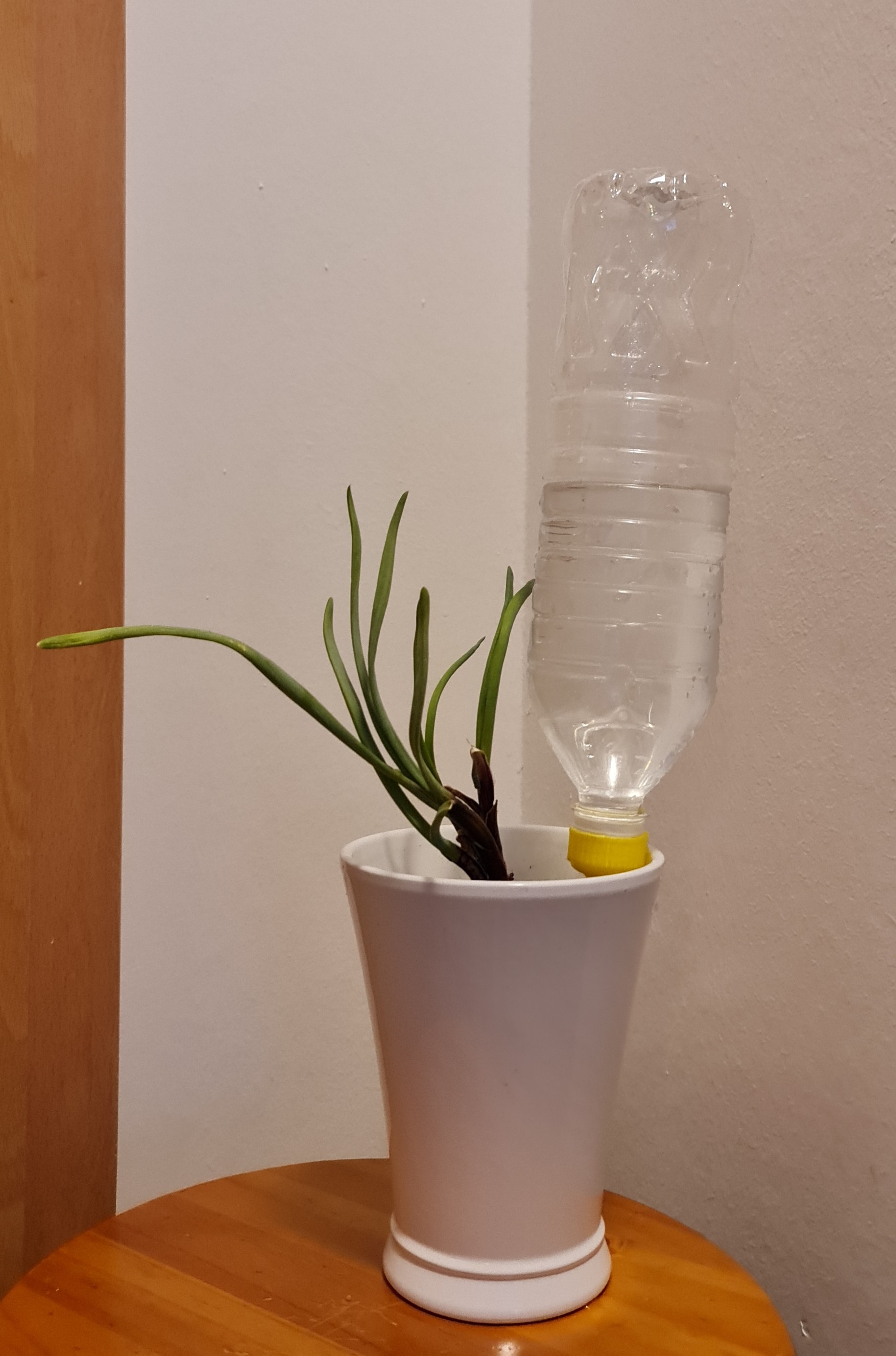 long lasting plant watering system by priyan776 household garden selfwatering waterbottle indoorplanter 3D print model - Mito3D