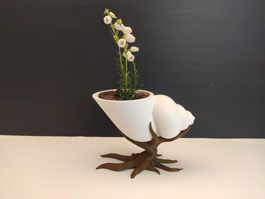 shell shaped pot bonsaï arbre by sevro art modèles coquillage coquille planteur fleur 3d print model - Mito3D