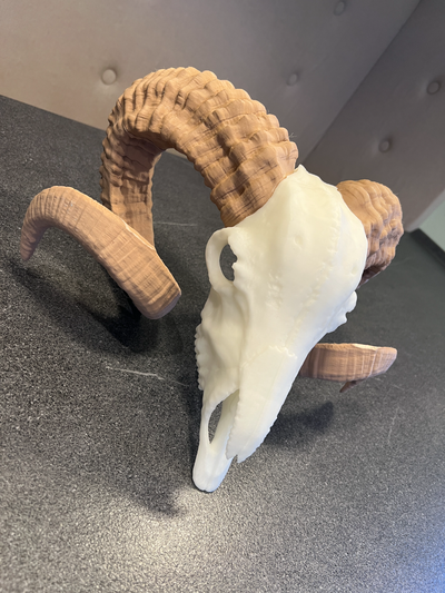 ram skull horned sheep model widdersch del remixed by lemonarts art sculptures widder schaedel animal bambu horn 3d print model - Mito3D