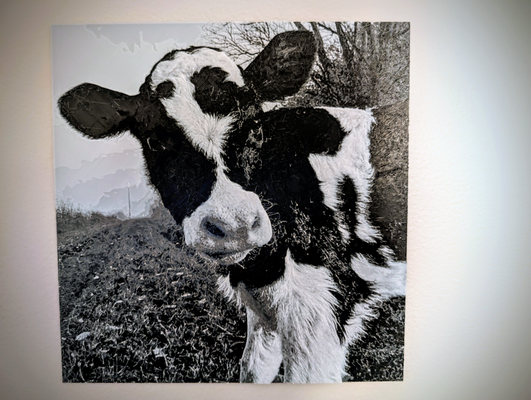 vache portrait by bhling génératif 3d modèle forge chapeaux lithophane ferme animal mignonne mur 2d art meuglement veau image photo 3d print model - Mito3D