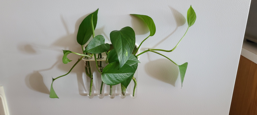 manyetik ölçek tüp yayıcılar by yapımcılar ezmek ev halkı bahçe bahçıvanlık yayıcı bitki bitkiler kapalı bitkileri bitkisi mıknatıs buzdolabı mıknatısı mıknatısları 3d print model - Mito3D