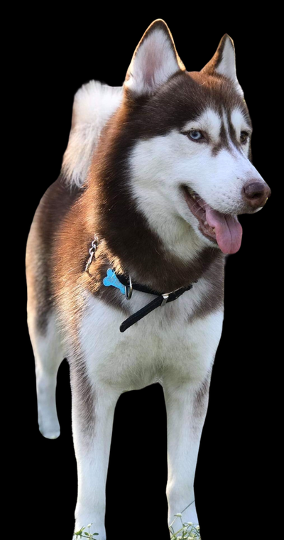 husky litofania by ryanort arte modelli 3d print model - Mito3D