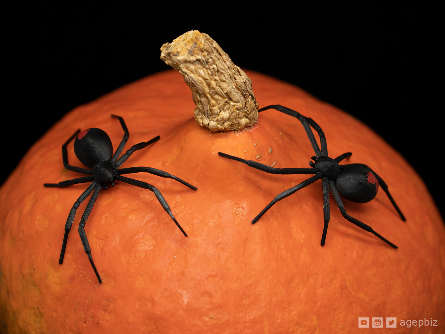 nero vedova tpu ragno by agepbiz miniature animali halloween decorazione thingiverse redback 3D print model - Mito3D