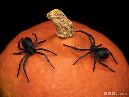 noir veuve tpu araignée by agepbiz miniatures animaux halloween décoration chose universelle retournement 3d print model - Mito3D
