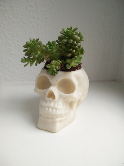 skull planter by otter art sculptures 3d print model - Mito3D