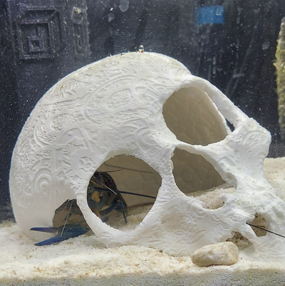 broken skull aquarium decoration remixed by obfuscated household pets aquariumaccessories 3d print model - Mito3D