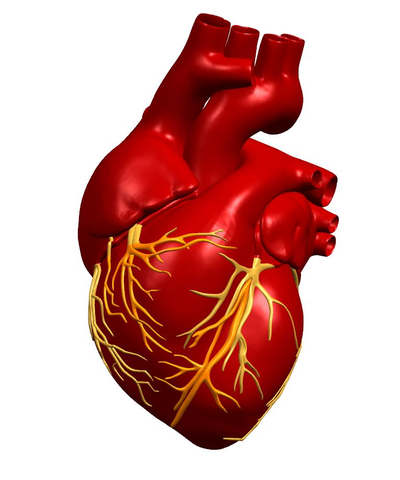 anatomik model of kalp ayakta durmak by attv85 eğitim biyoloji insan sevgililer günü sevgili gün kalpler şekli şekil vücut ders çalışma 3d print model - Mito3D