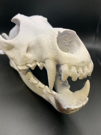 wolf skull by brentglover1970 art sculptures animal museum 3d print model - Mito3D