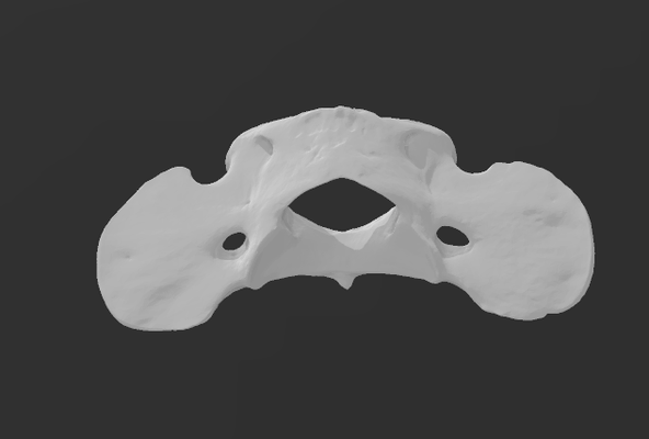 hund atlas 3d scan by solartim bildung biologie anatomie knochen tier lernen canis lupus familie 3d print model - Mito3D