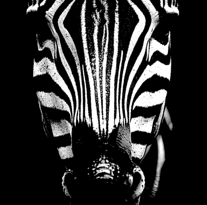 zebra 3 einfach atemberaubend hutschmiede by raub generativ 3d modell lithophan farbton schmiede wild tier wildes zoo mauer kunst wandkunst bild deko dekoration dekorativ 3d print model - Mito3D