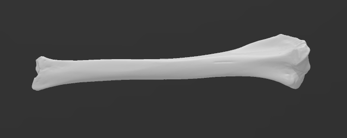 dog tibia 3d scan by solartim education biology anatomy bone animal learning canis lupus familiaris 3D print model - Mito3D