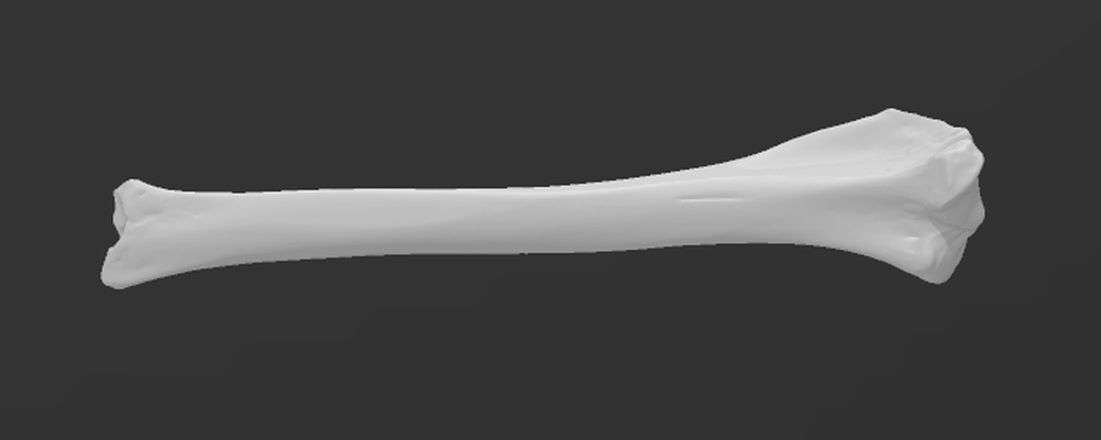 cane tibia 3d scansione by solare formazione scolastica biologia anatomia osso animale apprendimento canis lupus famiglia 3d print model - Mito3D