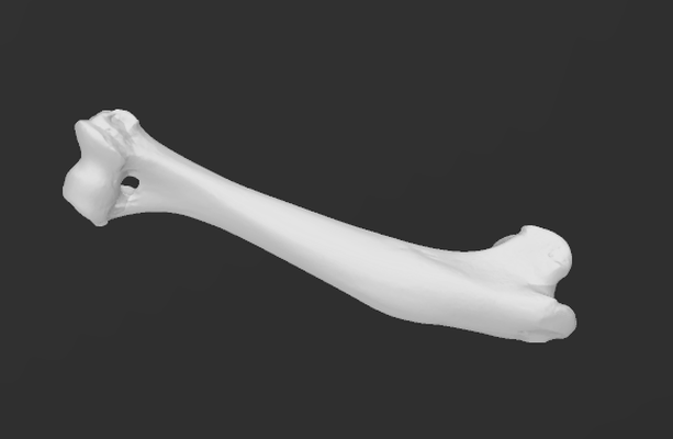 cane omero 3d scansione by solare formazione scolastica biologia osso ossatura anatomia apprendimento canis lupus famiglia 3d print model - Mito3D