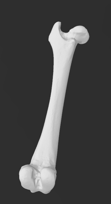 cane femore 3d scansione by solare formazione scolastica biologia osso ossatura anatomia apprendimento veterinari canis lupus famiglia 3D print model - Mito3D