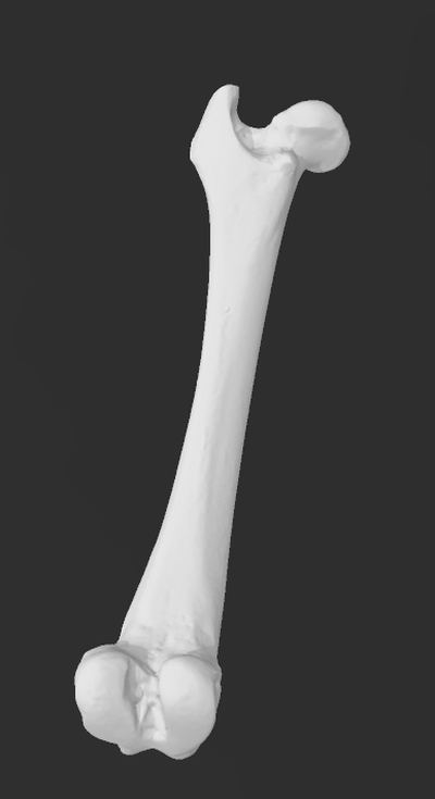 cane femore 3d scansione by solare formazione scolastica biologia osso ossatura anatomia apprendimento veterinari canis lupus famiglia 3d print model - Mito3D