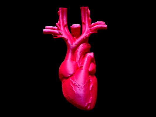 anatomico cuore scansione mondo remixato by classico 2 5 arte modelli medicinale umano anatomia organo sangue sistema vena arteria museo 3d print model - Mito3D