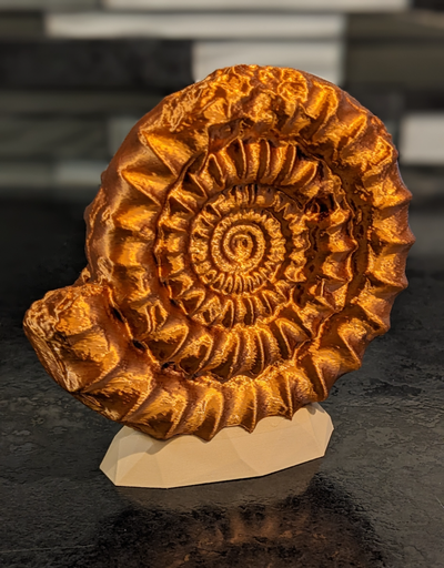 ammonite multicolor display remixed by traskb education models fossil natural history prehistoric creatures multi color sea creature ocean life shell 3d scan museum science paleontology 3d print model - Mito3D