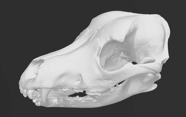 cão crânio 3d varredura by solartim educação biologia canis lúpus família osso ossos aprendendo ensino 3d print model - Mito3D