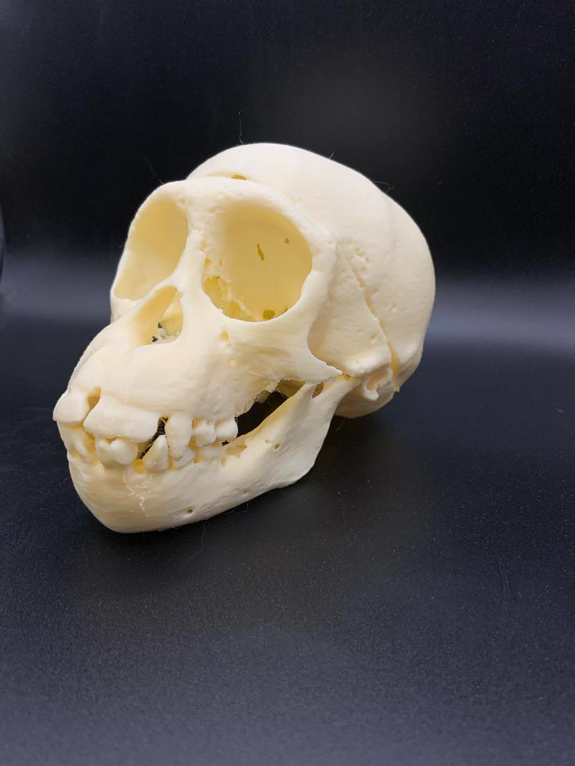 young chimpanzee skull by brentglover1970 art sculptures museum 3D print model - Mito3D