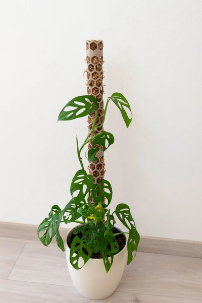 muschio polo condivisa by piante raregermania domestico giardino impianti supporto serra acqua 3d print model - Mito3D