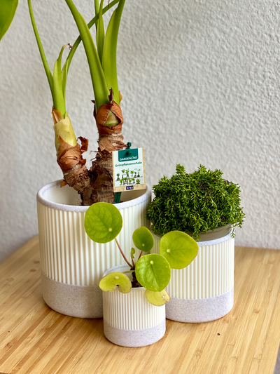 flower pot by ceppetoswerkstatt household decor flowerpot flowervase container 3d print model - Mito3D