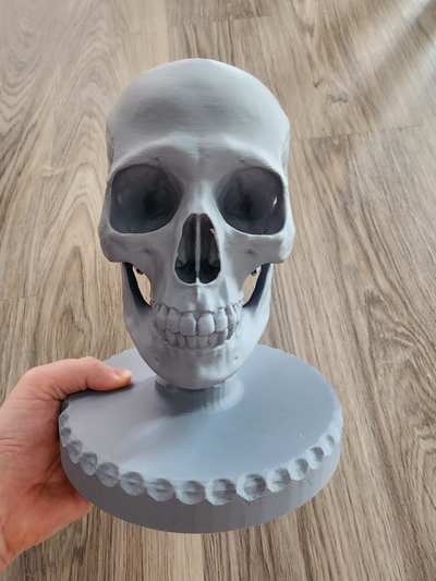 realistic skull on ball joint baseplate remixed by markj07 education biology bones model haloween helmet stand 3d print model - Mito3D