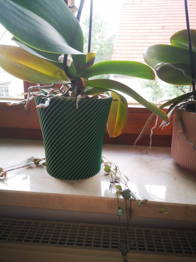 orchid pot planter vase by dukecute household decor 3d print model - Mito3D