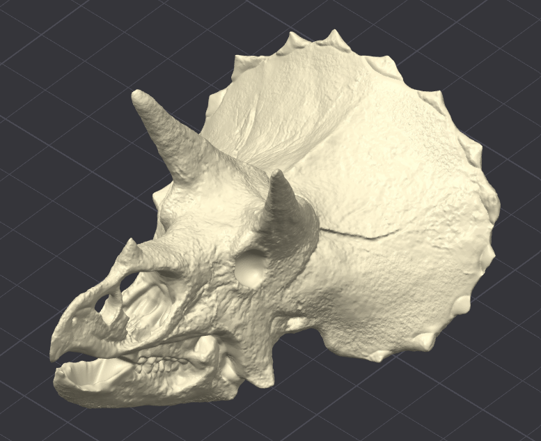 triceratops kafatası by tc 217 minyatürler yaratıklar dinozor dino tekerlekli bisiklet boynuz dinozorlar 3d basılı sanat tarih öncesi güzel fosil 3D print model - Mito3D