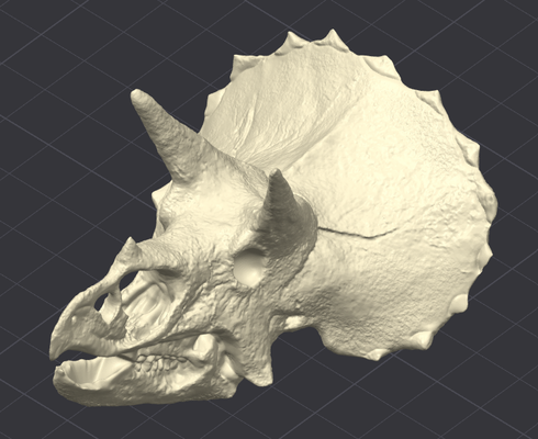 triceratops kafatası by tc 217 minyatürler yaratıklar dinozor dino tekerlekli bisiklet boynuz dinozorlar 3d basılı sanat tarih öncesi güzel fosil 3d print model - Mito3D