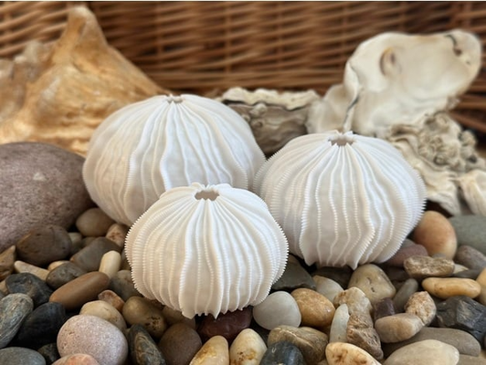 sea shell by barisayarkan art models seashell decor home house 3d print model - Mito3D