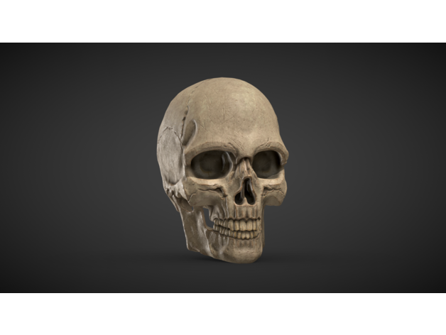 human skull by merla3d art sculptures halloween halloweendecor anatomy 3D print model - Mito3D