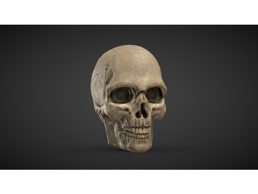 humain crâne by merla3d art sculptures halloween halloweendecor anatomie 3d print model - Mito3D
