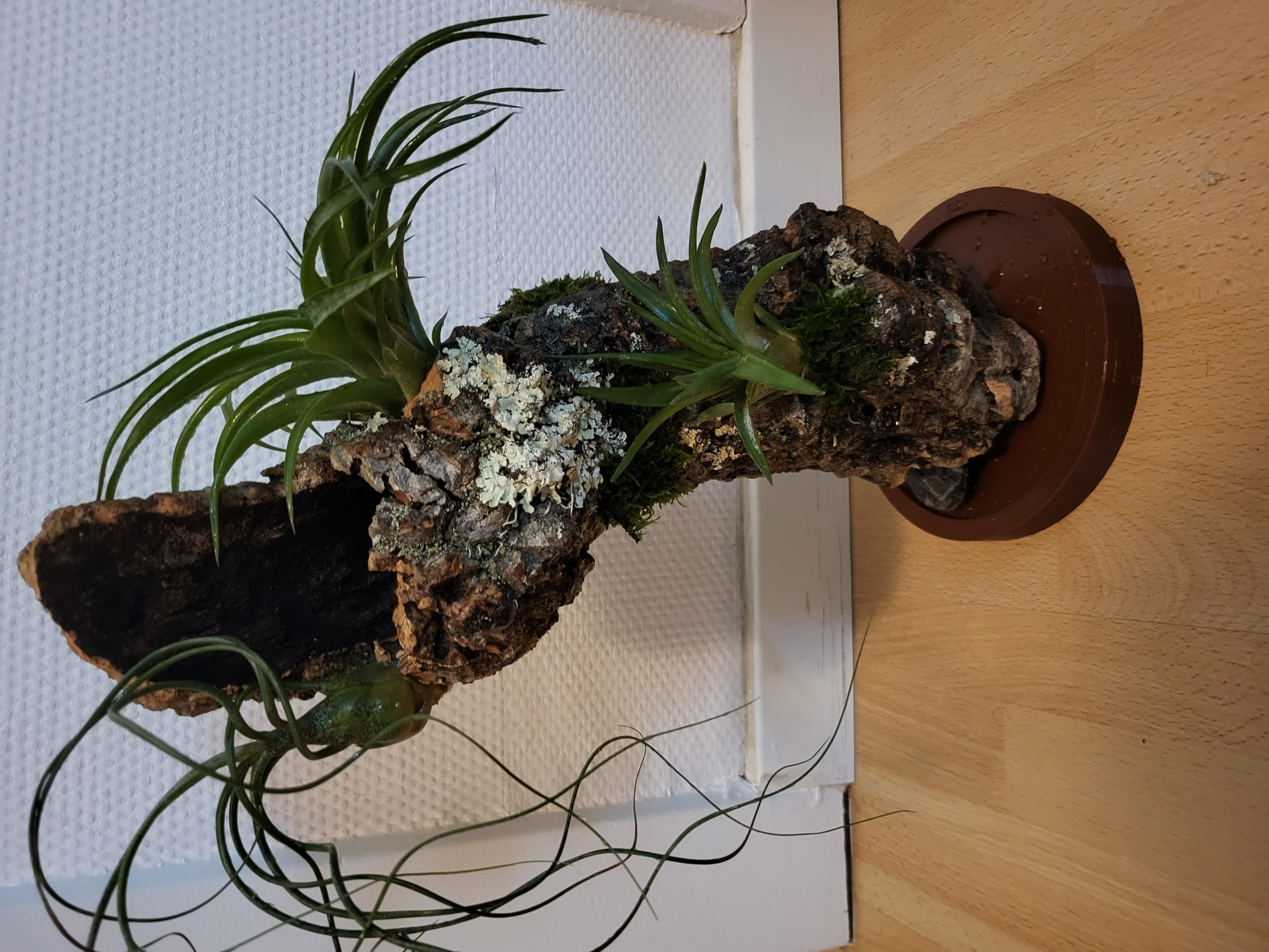 temel binmek mantar bağırmak uçaklar by 75echo ev halkı dekor dekorasyon orman teraryum kapalı bitki saksısı tillandsia paludarium 3D print model - Mito3D