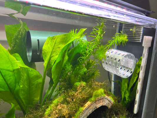 betta fish & shrimp floating cave hideout spot in aquariums suction cups by buckler-bronze household pets aquarium moss 3d print model - Mito3D