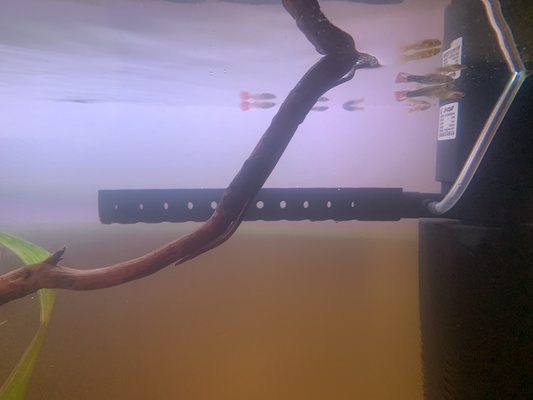 aquarium pumpe auslauf düse extruder diffusor 16mm by p1xellat3d haushalt haustiere filter panzer fisch durchmesser 3d print model - Mito3D