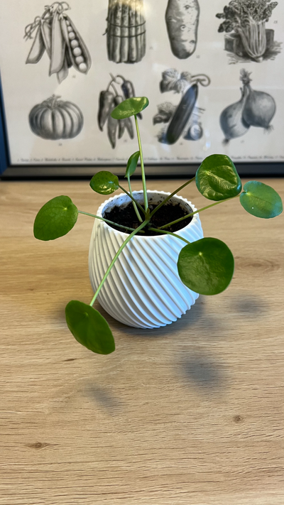 spirale fleur pot by lukas pomykal ménage décor planteur plante 3d print model - Mito3D