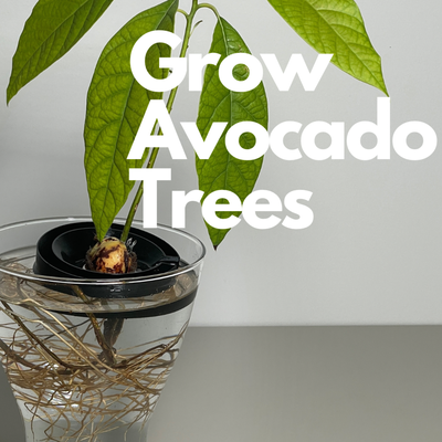 avocado float - grow seed by firedragon3d household garden avocadoboat avocadofloat avocadoholder avocadopit avocadoseed gardening indoorgarden indoorgardening indoorplanter indoorplantpot plant planter planters plantpot seeder tray tree 3d print model - Mito3D