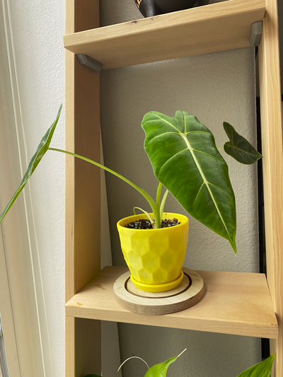 geometric hex embossed planter by mottn household garden plant pot 3d print model - Mito3D