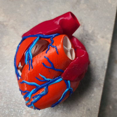 anatomic heart shared by sdillon030976 education models 3d print model - Mito3D