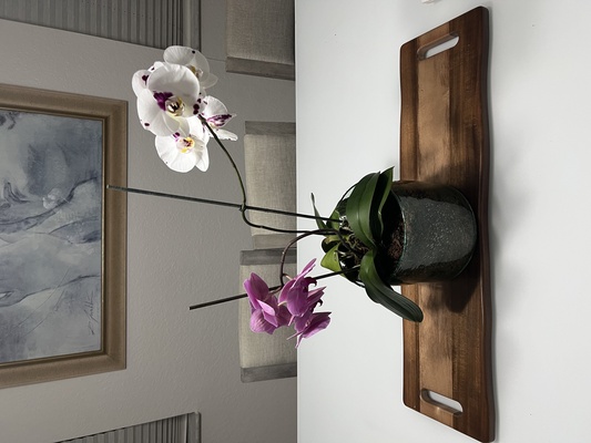 planta maceta base tubo subida by grande casa jardín flor aire suelo orquídea musgo raíces raíz 3d print model - Mito3D