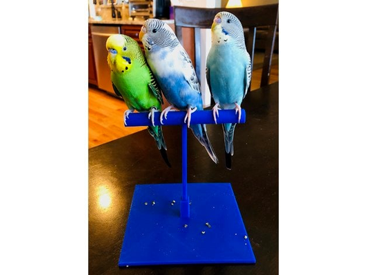 parakeet perch by linuxx household pets bird 3d print model - Mito3D