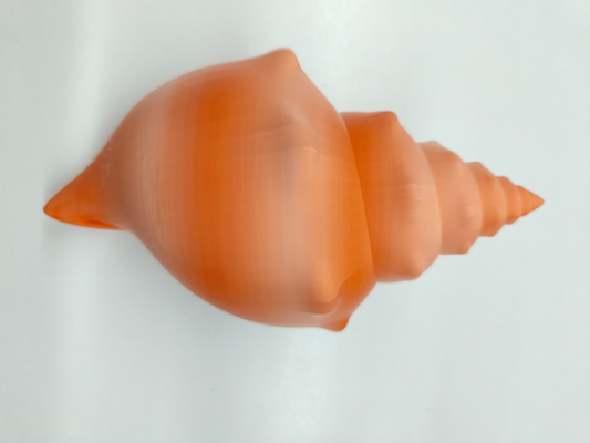 hermoso concha conchas by hermano cangrejo miniaturas criaturas 3d print model - Mito3D
