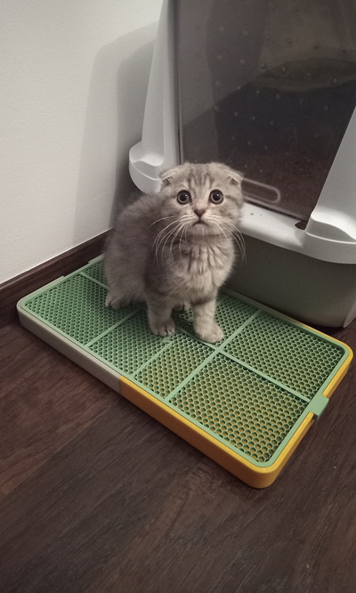 cat litter mat tray by zahi kitty litterbox pet kitten 3d print model - Mito3D