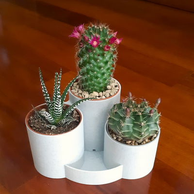 succulent pot holder 3 places by officina23 household garden vase 3d print model - Mito3D