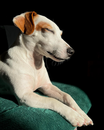 jack russell terrier napping in sun - hueforge by czupak art 2d dog filament painting multicolor ams 3d print model - Mito3D