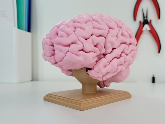 full size humano cérebro by julia ebert educação biologia decoração sagrada anatomia neuroanatomia ressonância magnética 3d print model - Mito3D