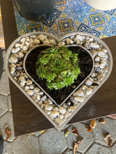 corazón conformado decorativo plantador by sreshmakes casa jardín maceta tumba decoración suelo roca suculento suculenta decoracion 3d print model - Mito3D