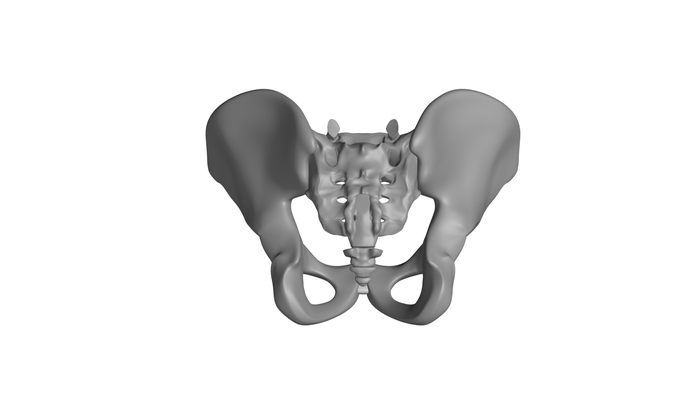 bacino by rphillips formazione scolastica modelli colonna vertebrale anatomia osso 3d print model - Mito3D